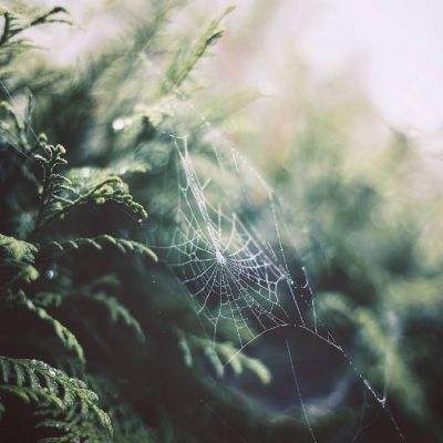 皇冠APP官方版下载安装